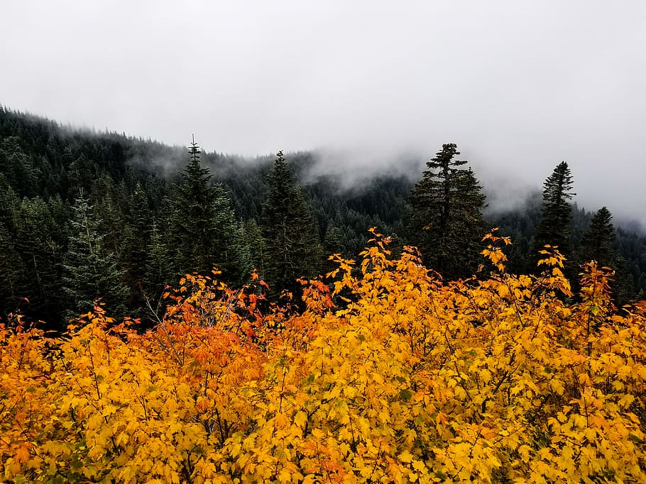 trees and seaclouds, fog, forest, leaf, mist, mountain, foliage HD wallpaper