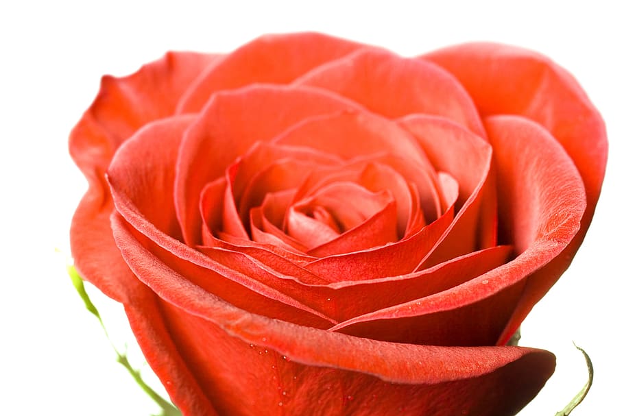 flower, con2011, nature, flowering plant, beauty in nature HD wallpaper