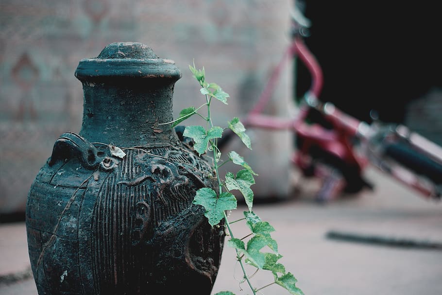 leaf, leaves, vase, old, grunge, vintage, retro, green, bike HD wallpaper