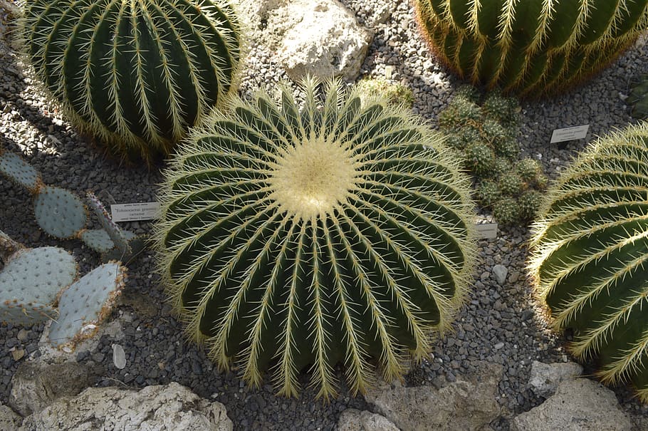 cactus, succulent plant, growth, barrel cactus, thorn, green color HD wallpaper