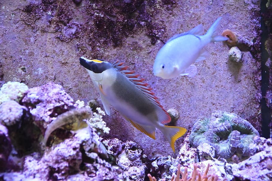 aquatic, water, animal, fish, nature, outdoors, sea, ocean HD wallpaper