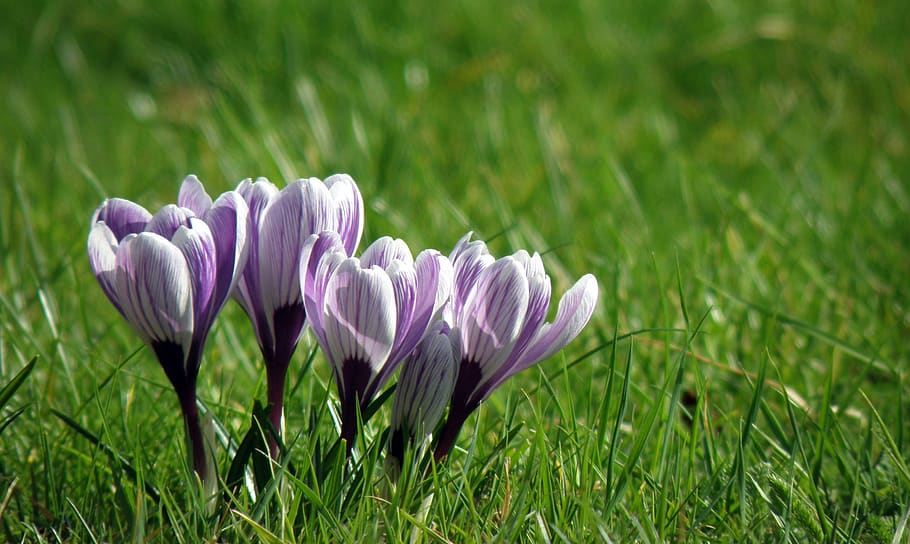 nature, flower, grass, flora, summer, crocus, plant, freshness HD wallpaper
