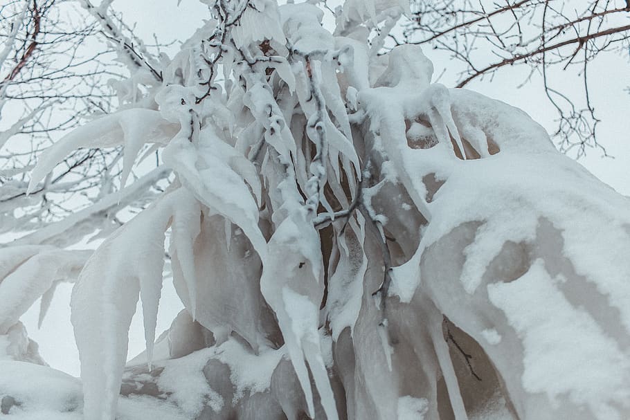 canada, goderich, ice, winter, snow, tree, frozen, cold temperature HD wallpaper