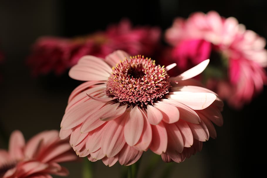 flower, gerbera, bloom, pink, petals, light, flowering plant HD wallpaper