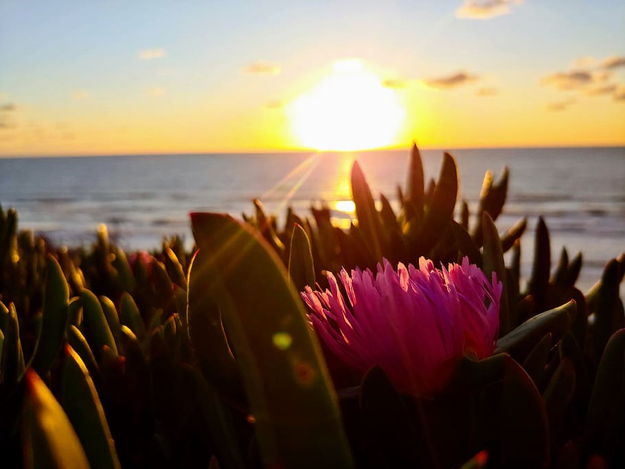 pink petaled flower, beauty in nature, sky, sunset, water, sea HD wallpaper