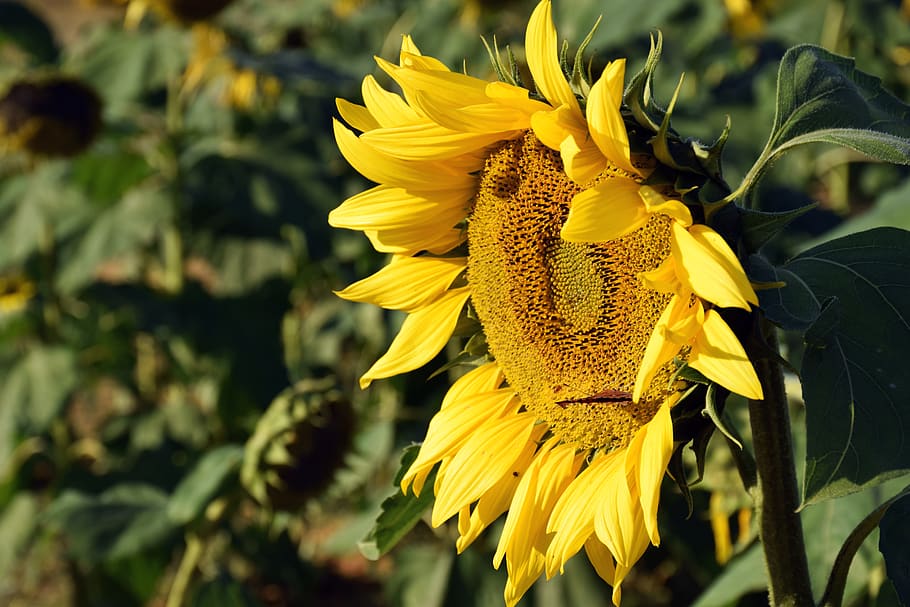 Selective Color of Sunflower, bloom, blooming, bright, close-up HD wallpaper