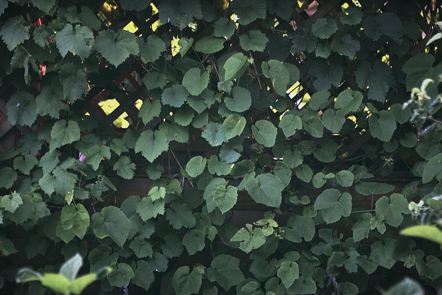 grapes, summer, green, leaf, plant part, growth, green color HD wallpaper