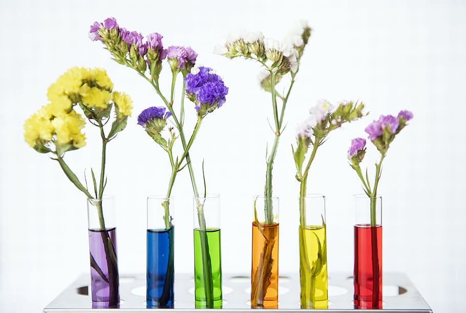 flower, flora, vase, isolate, leaf, agent, flowering plant HD wallpaper