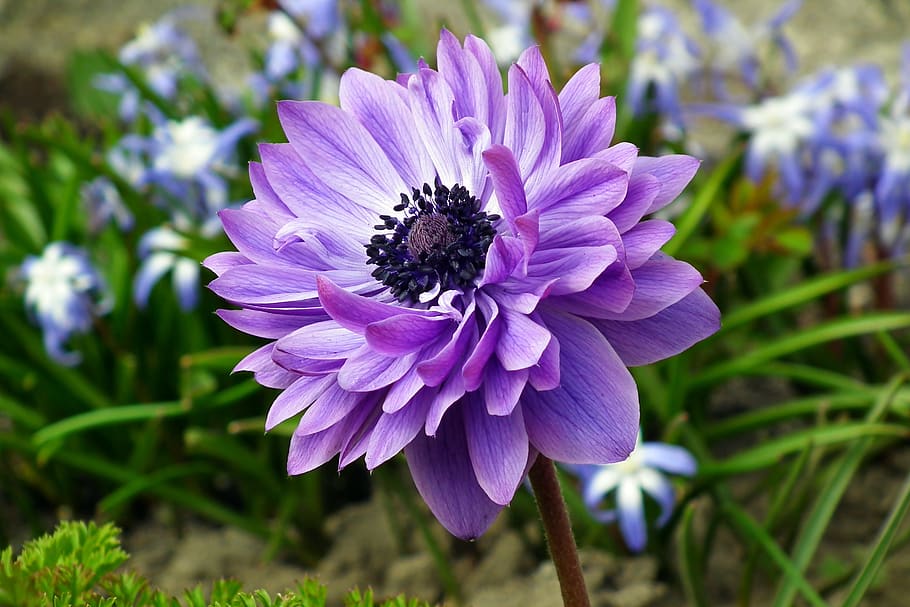 anemone, flower, blue, spring, garden, jaskrowate, macro, beautiful HD wallpaper