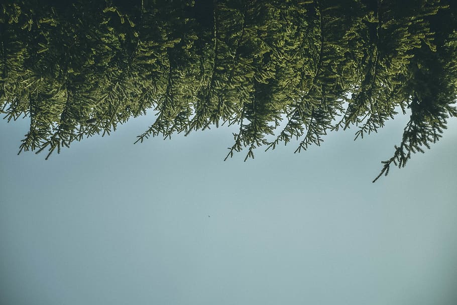 Green Trees, clear sky, conifer, daylight, environment, landscape HD wallpaper