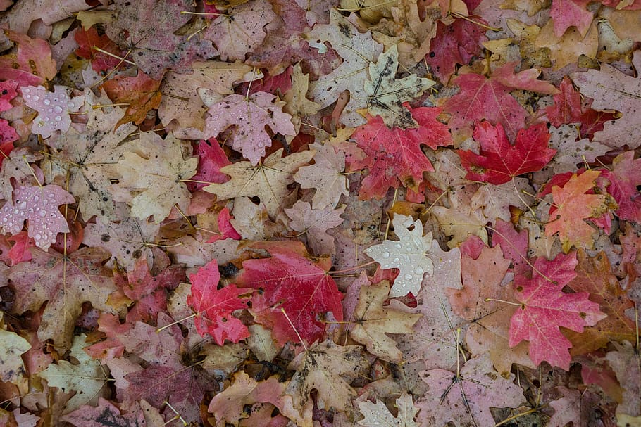 fall leafe, rain drop, red, backgrounds, full frame, plant part HD wallpaper