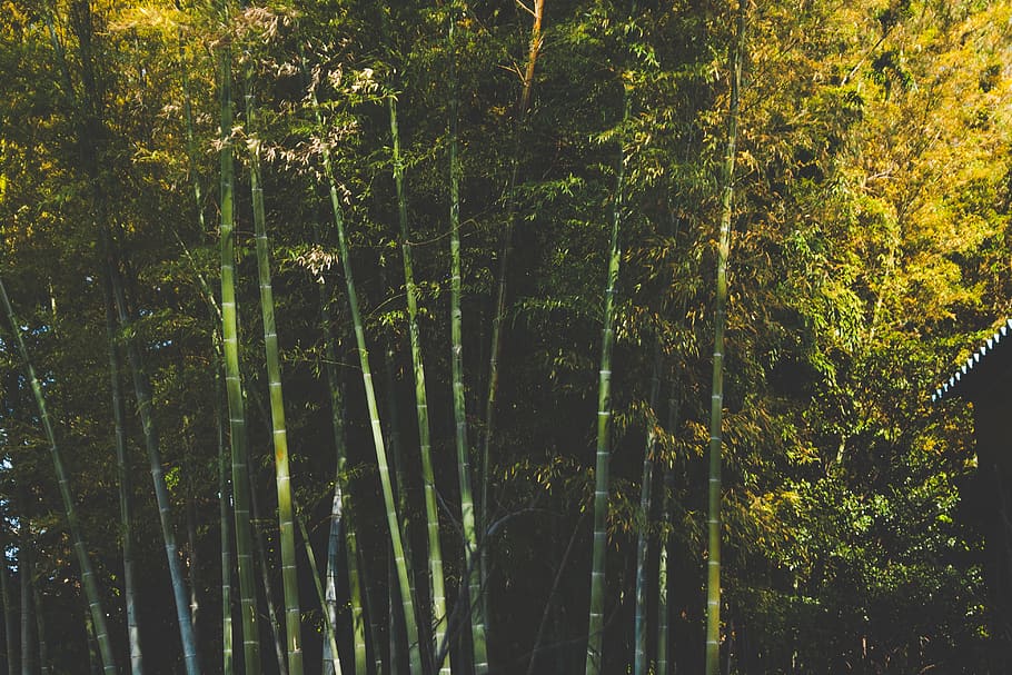 bamboo, trees, forest, woods, leaves, branches, nature, outdoors HD wallpaper