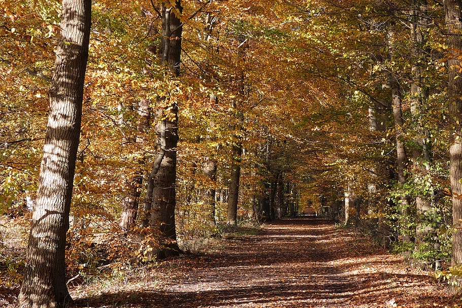 forest, leaves, all, away, trees, autumn, nature, landscape HD wallpaper