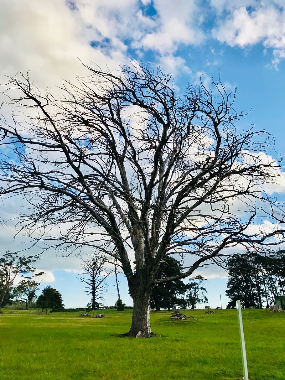 plant, tree, tree trunk, grass, outdoors, field, nature, lawn HD wallpaper