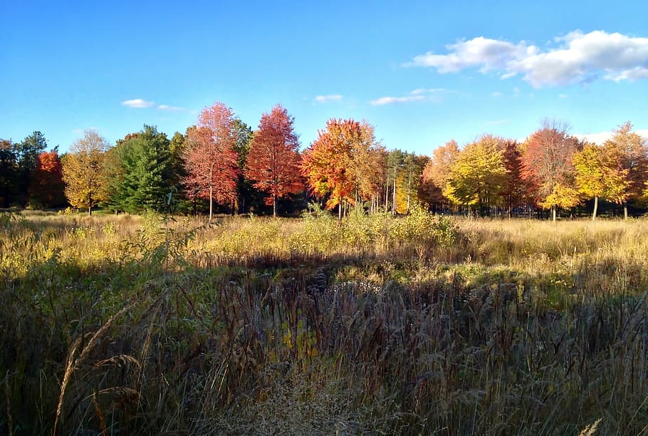 fall, trees, autumn, field, grasses, blue sky, fall skyline HD wallpaper