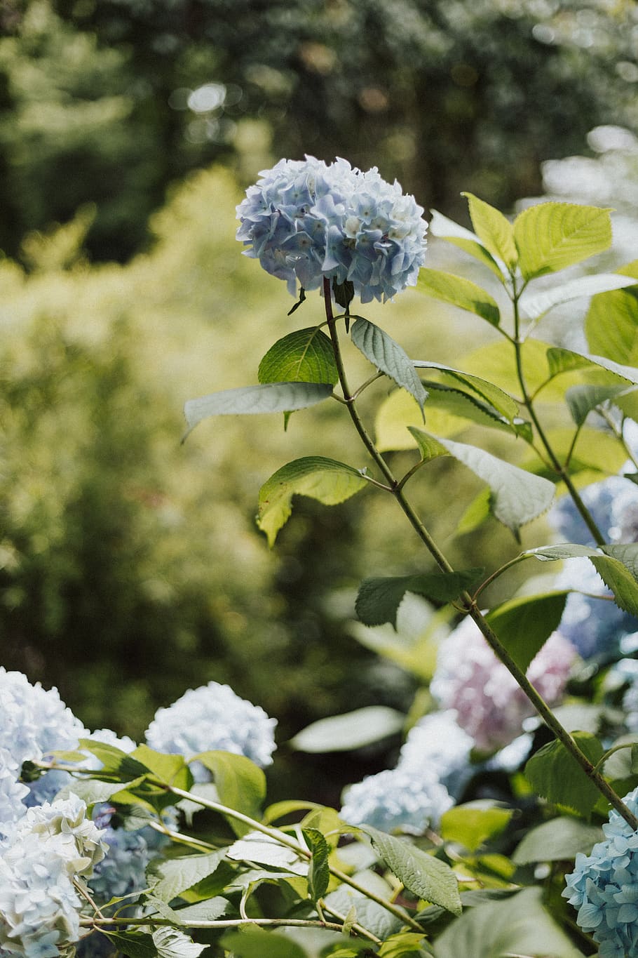 full bloomed blue Hydrangeas, plant, flower, flowering plant HD wallpaper