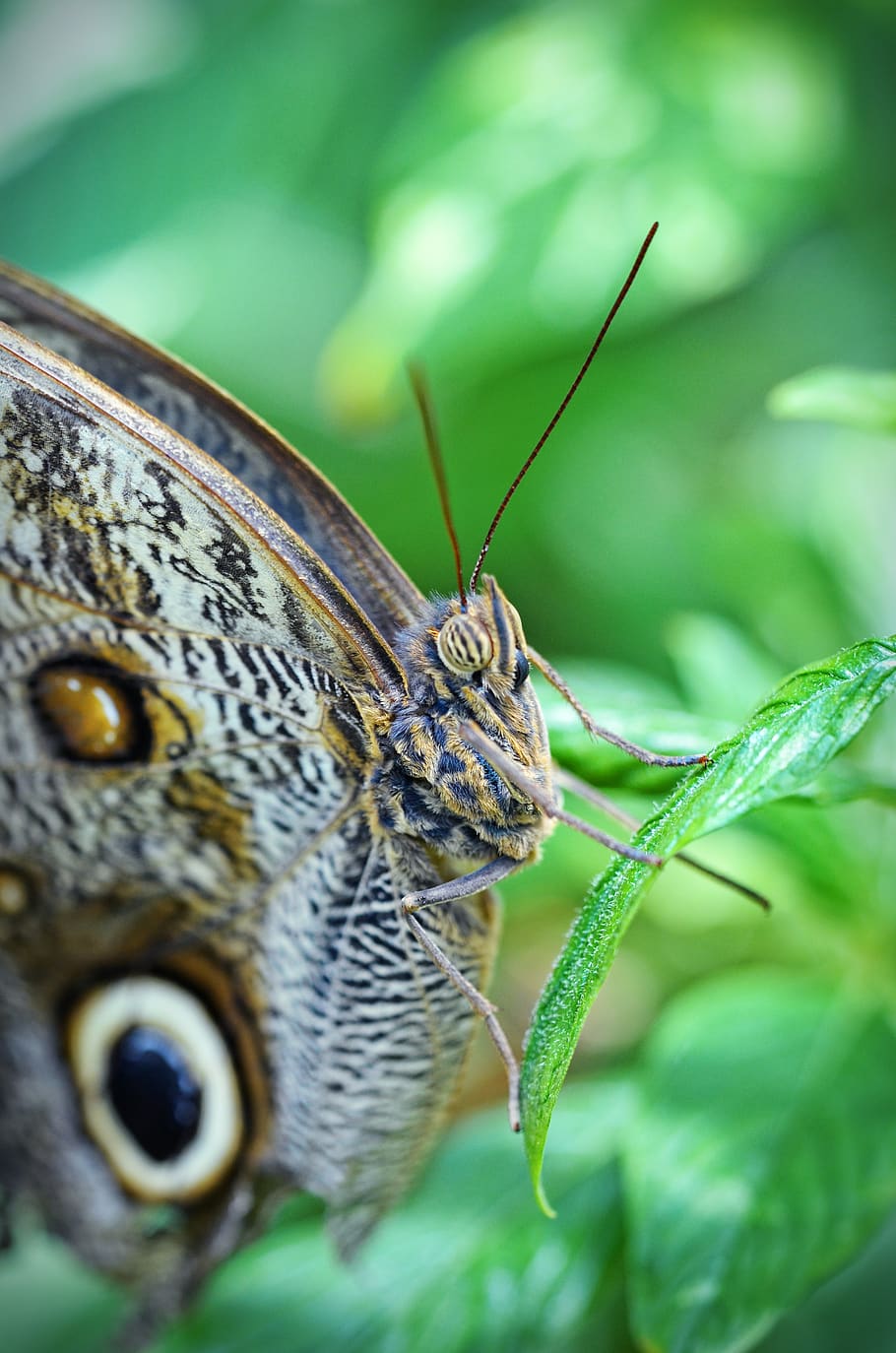 nature, butterfly, leaf, insect, garden, macro, wildlife, tropical HD wallpaper