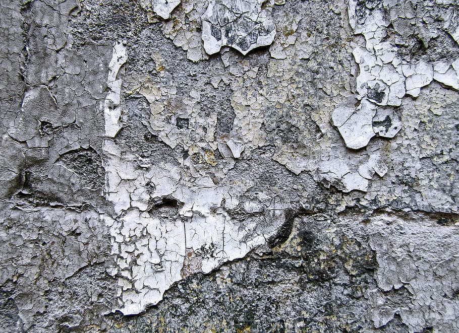 gray wall, plant, tree, tree trunk, rock, texture, ground, leaf HD wallpaper