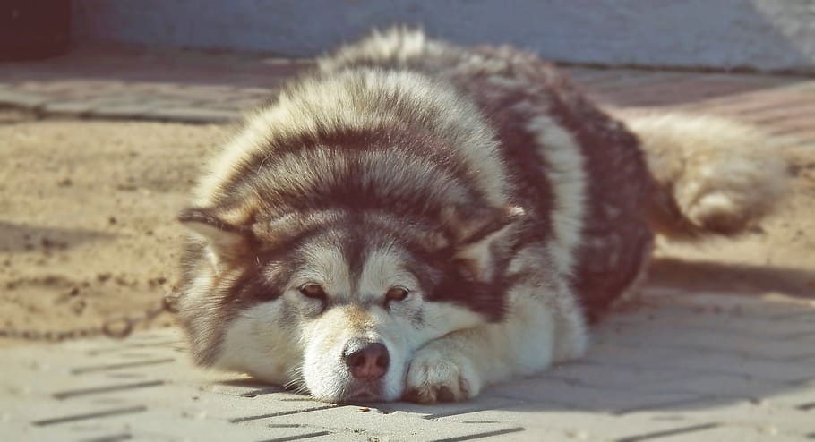 dog, animals, fur, nice, portrait, friendship, closeup, coat HD wallpaper