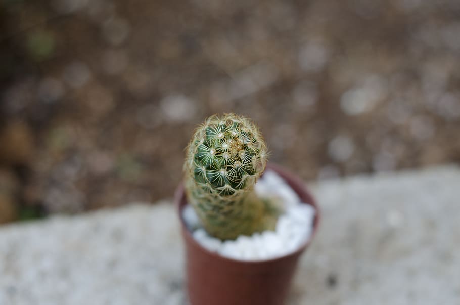 succulent plant, cactus, growth, thorn, close-up, spiked, day HD wallpaper