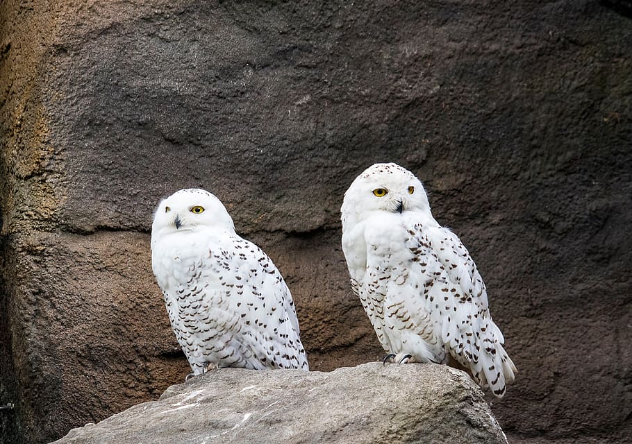 snowy owl, bird, animal, animal world, nature, white, enclosure, HD wallpaper