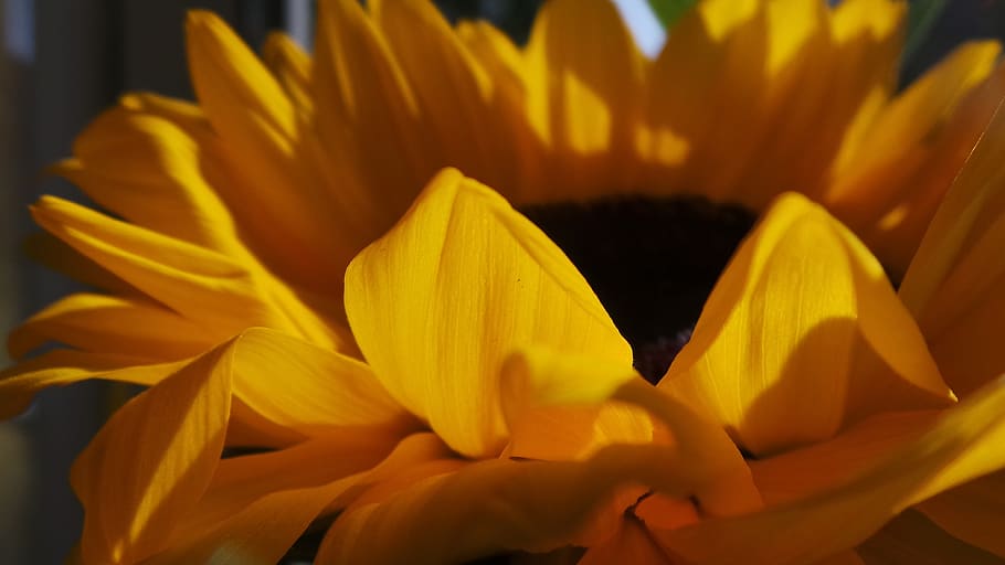 sunflower, flowering plant, petal, freshness, fragility, vulnerability HD wallpaper