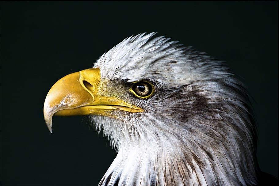 eagle, hawk, bird, animal, nature, bird of prey, animal themes HD wallpaper