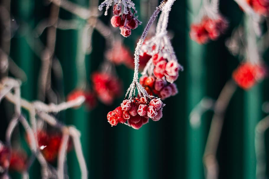 shallow focus photography of red fruits, nature, outdoors, ice, HD wallpaper