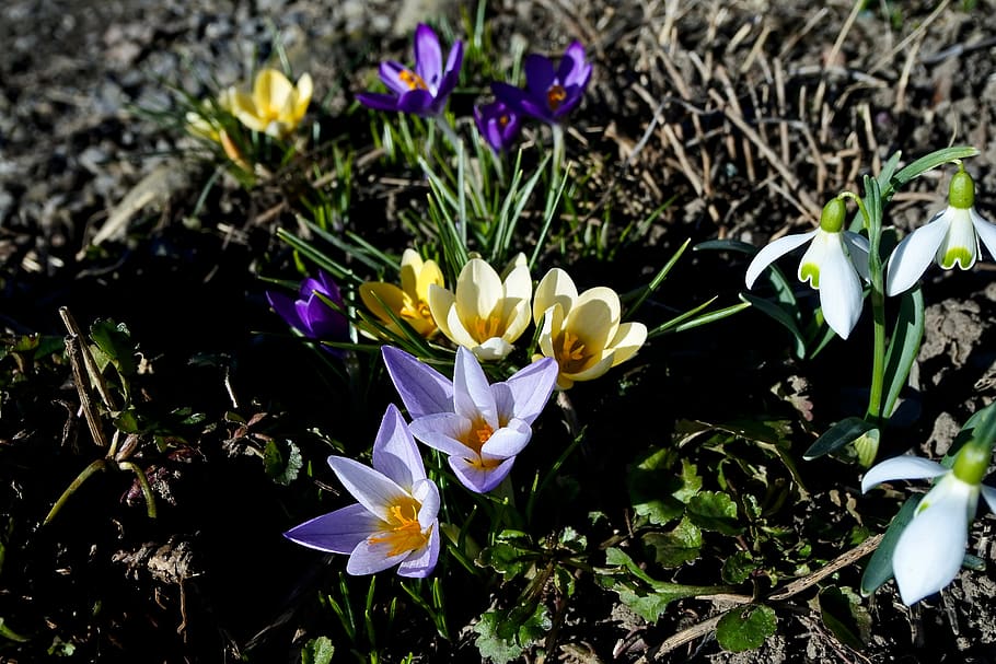 crocus, spring, nature, spring flower, harbinger of spring HD wallpaper