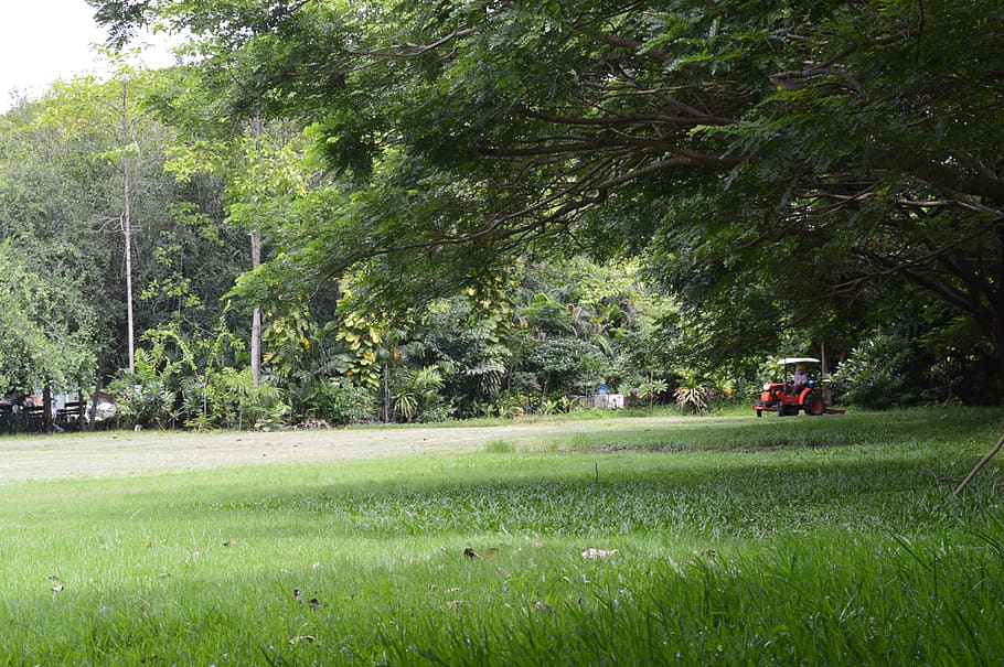 lawn, mowers, tree, plant, green color, growth, grass, day, HD wallpaper