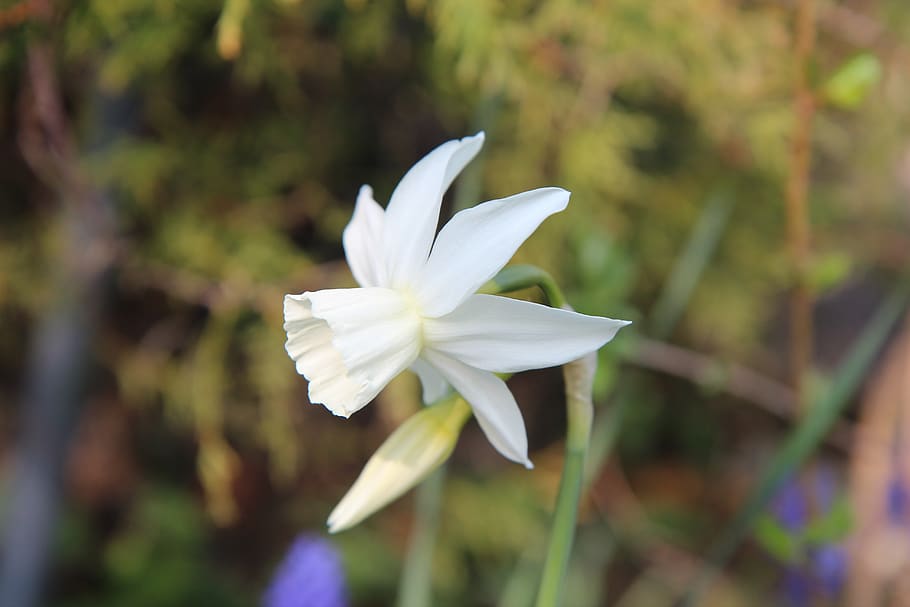flowering, spring, nature, flowers, bulb, flowering plant, fragility HD wallpaper