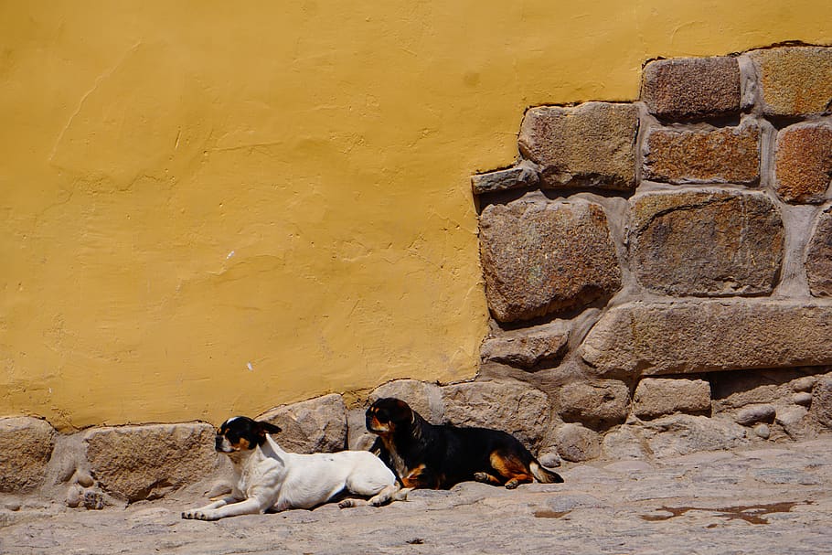 two dog laying down on floor, pets, domestic, domestic animals HD wallpaper