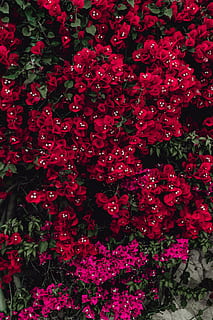 Red flowers of bougainvillea tree, Portugal, flora, abstract HD wallpaper