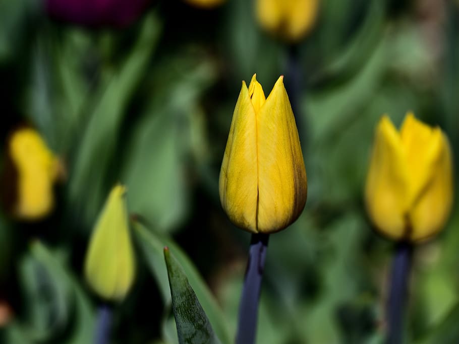 tulips, spring, nature, plant, color, yellow, blossom, bloom HD wallpaper