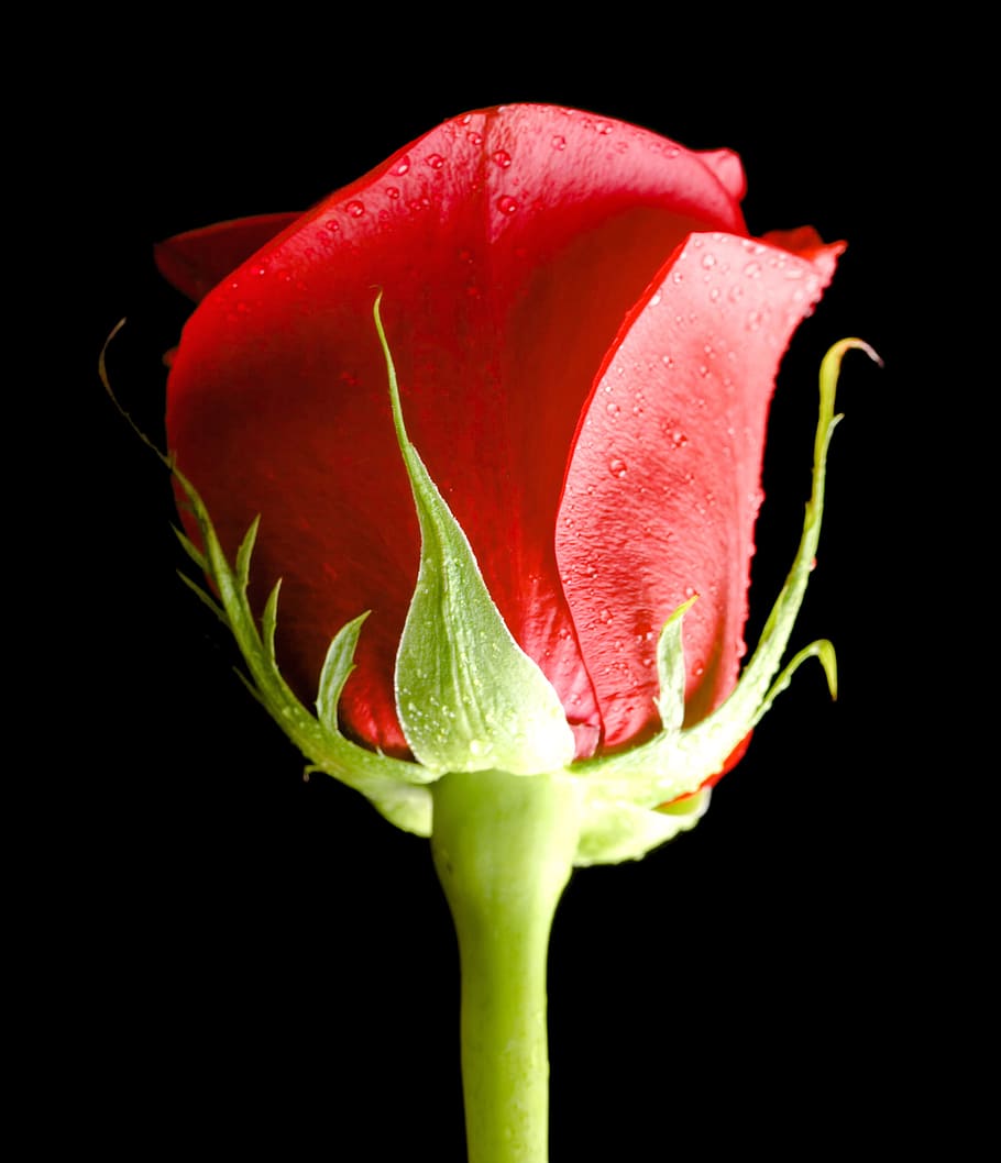 black, rose, red, background, closeup, isolated, nobody, petal HD wallpaper