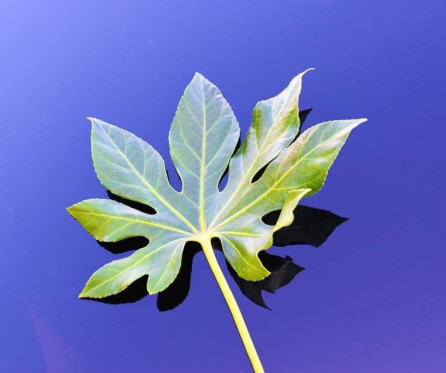plant, leaf, germany, elmshorn, heidkoppelweg 3a, tree, maple leaf HD wallpaper