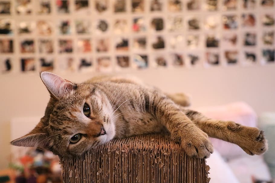 brown tabby cat lying on brown surface inside room, domestic cat HD wallpaper