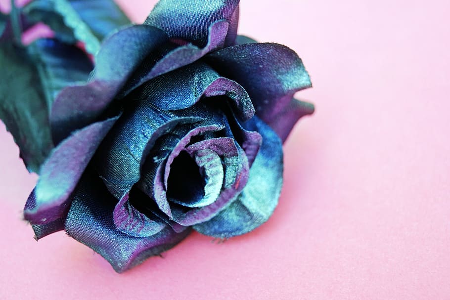Blue and Purple Silk Rose Flower on Pink Surface, anniversary