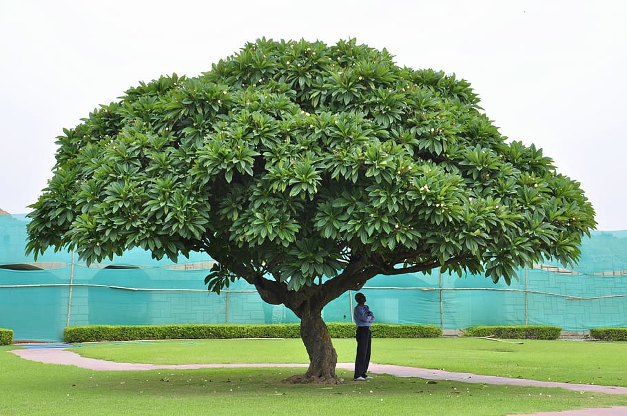 india, tree, nature, green, exotic, meditation, man, only, hair HD wallpaper