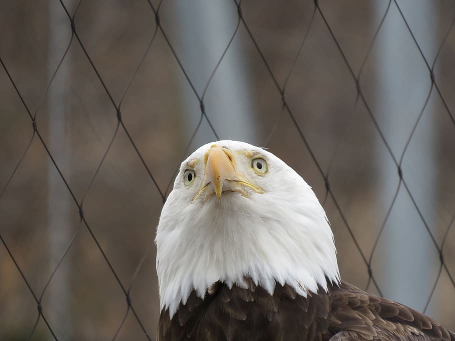 eagle, bald, bald eagle, bird, nature, animal, usa, america HD wallpaper