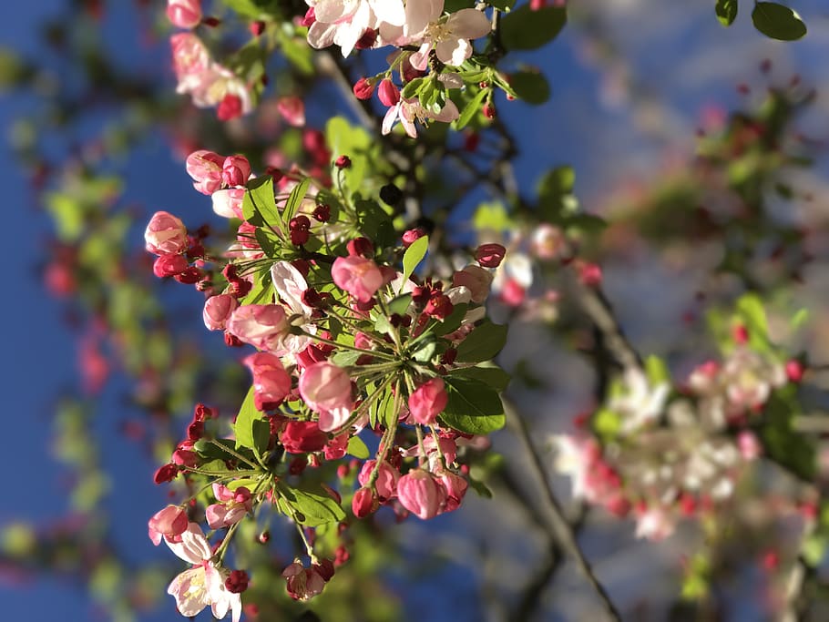 spring, cherry blossoms, tree, plant, flowering plant, beauty in nature HD wallpaper