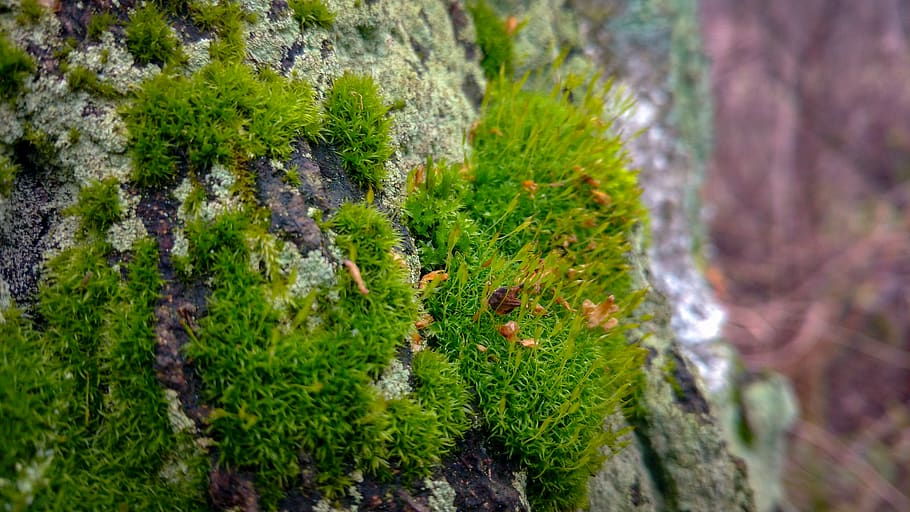 germany, lübbenau, tree, berlin, forest, moss, lichen, spreewald HD wallpaper
