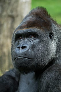 primate, ape, monkey, mammal, portrait, gorilla, one animal HD wallpaper