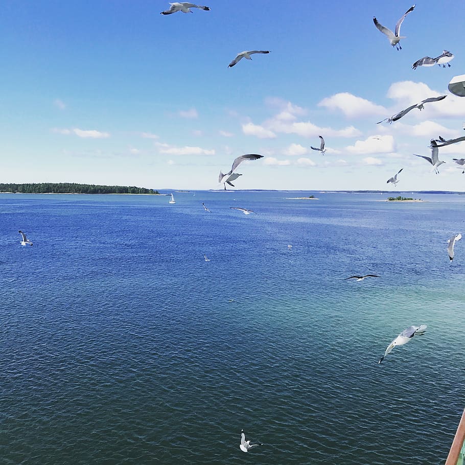 finland, helsinki, bird, animals in the wild, water, animal wildlife HD wallpaper
