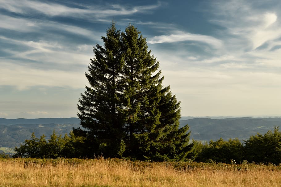 nature, tree, landscape, trees, plant, sky, beauty in nature HD wallpaper