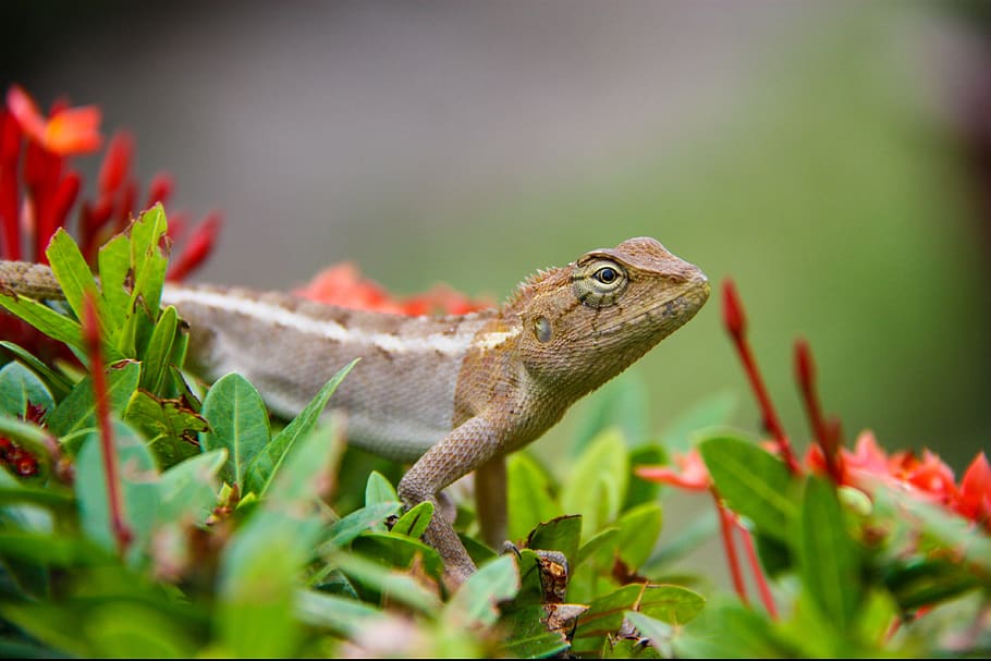 lizard, nature, reptile, creature, closeup, animal life, reptiles HD wallpaper