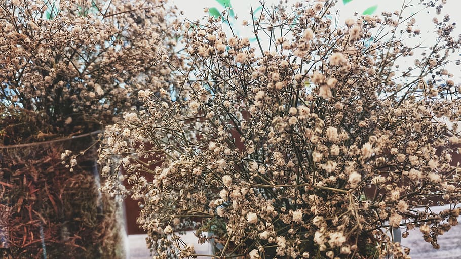 nature, leaves, fall, plant, tree, growth, flowering plant HD wallpaper