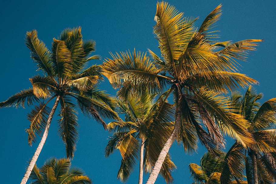 HD wallpaper: Green Coconut Tree Under Blue Sky, beach, breeze, coconut  trees | Wallpaper Flare