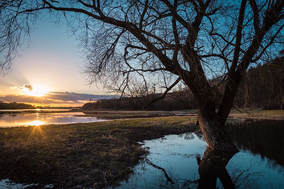 Brown Tree on Water Near Grass, barren, branches, calm, clouds HD wallpaper