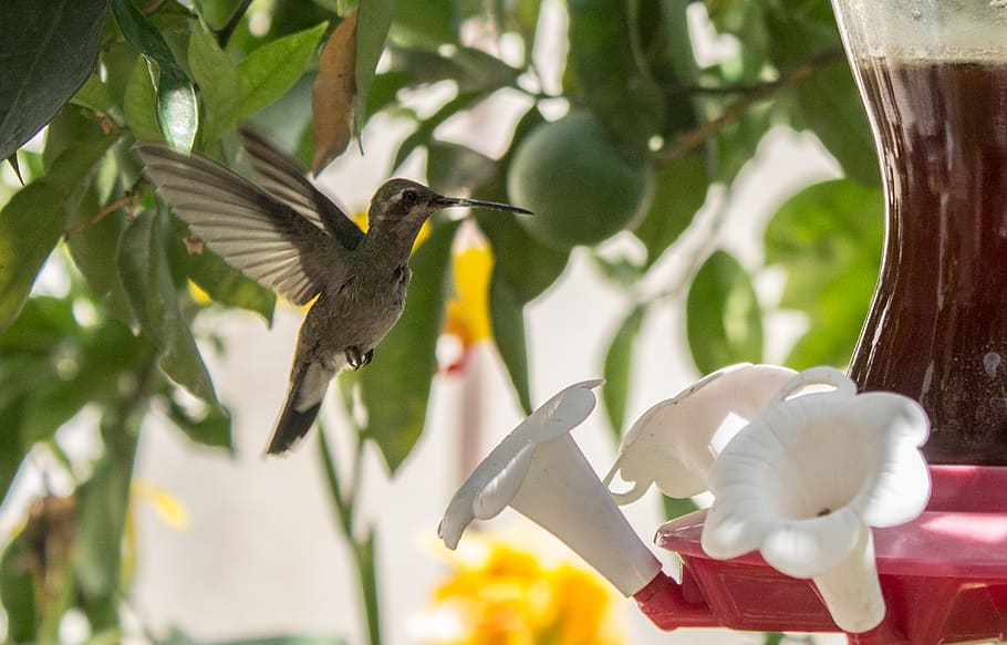 mexico, saltillo, tree, house, hummingbirds, colibri, colibris HD wallpaper